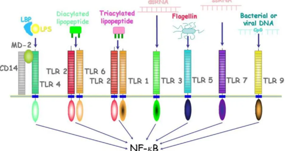 Figure 5. Les TLR et leurs ligands ; activation de la voie NFkB 