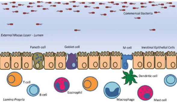 Figure 12. Eléments composants la barrière intestinale.  
