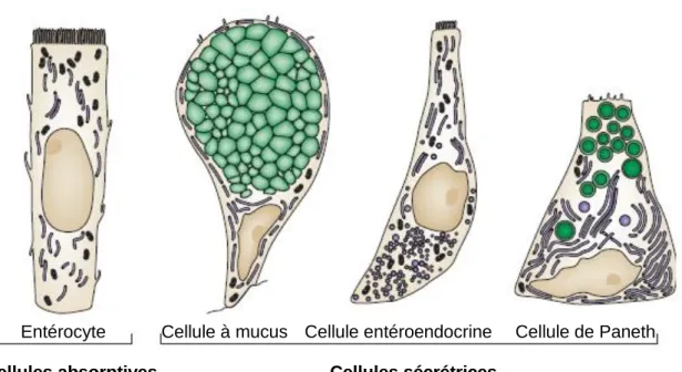 Figure 13.Les cellules épithéliales différenciées de l’intestin grêle. 