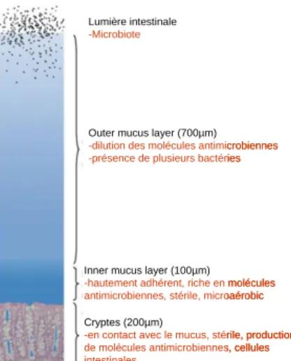 Figure 14. Représentation de la barrière de mucus dans le côlon de souris. 