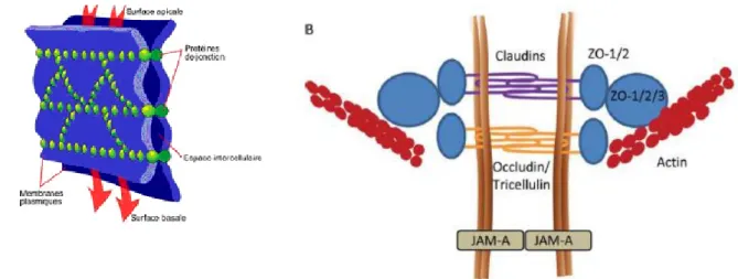 Figure 16. Représentation schématique des jonctions serrées et des protéines les  constituant au niveau intestinal