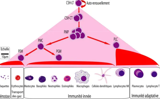 Figure 2 : Modèle classique de l’hématopoïèse. CSH-LT : Cellules Souches Hématopoïétiques de Long Terme ; 