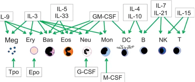 Figure 5 : Utilisation des cytokines et facteurs de croissance au cours de la spécialisation des différentes lignées