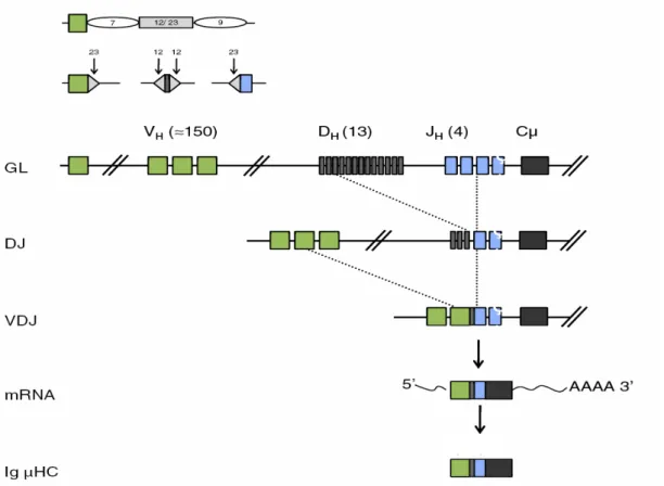 Figure 9 : Figure de principe des recombinaisons V H D H J H . En haut, structure des séquences RSS séparant les 