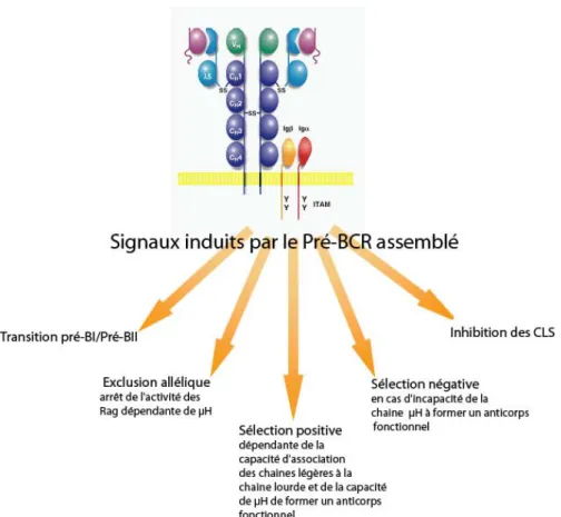 Figure 11 : Signaux essentiels au développement B associés à la structure du pré-BCR. 