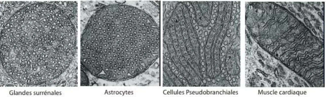 Figure I-8. Diversité de la morphologi e des crêtes. 