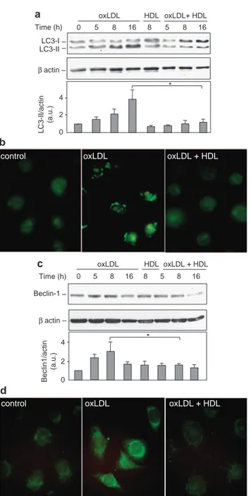 Figure 3 HDLs inhibit oxLDLs-triggered LC3 processing and Beclin-1 expression in HMEC-1 cells