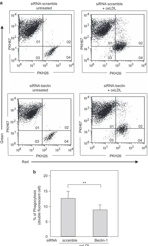 Figure 6 Beclin-1 is involved in phagocytosis of HMEC-1 cells exposed to oxLDLs. (a) Representative flow cytometry analysis of phagocytosis of apoptotic HMEC-1 cells by U-937 cells