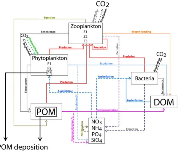 Figure  3.  Diagram  of  the  ecosystem  model  indicating  the  biogeochemical  interactions 2 