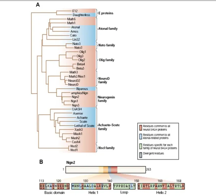 Fig. 7: (A) Dendrogramme sur la séquence des domaines bHLH des facteurs proneuraux chez les invertébrés 