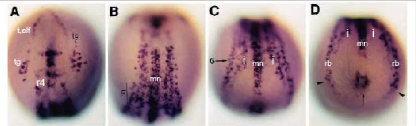 Fig. 8: (A-D) Expression de ngn1 dans l’embryon de poisson zèbre à 12 hpf. Vue dorsale, partie antérieure en 