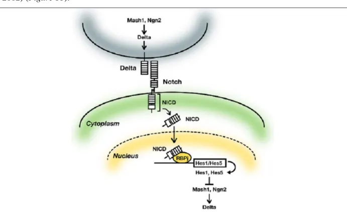 Fig. 11: Représentation schématique de la voie Delta/Notch qui est mise en jeu afin de sélectionner un 