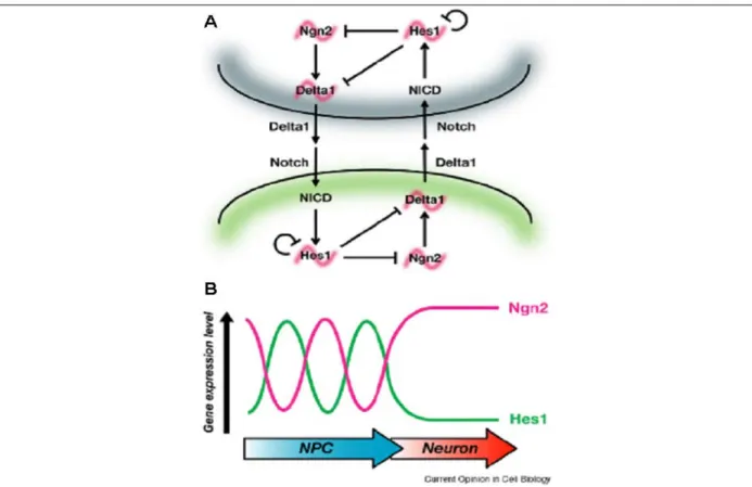 Fig. 12: (A-B) Modèle pour le rôle des oscillations de Hes et Ngn dans la différenciation neuronale