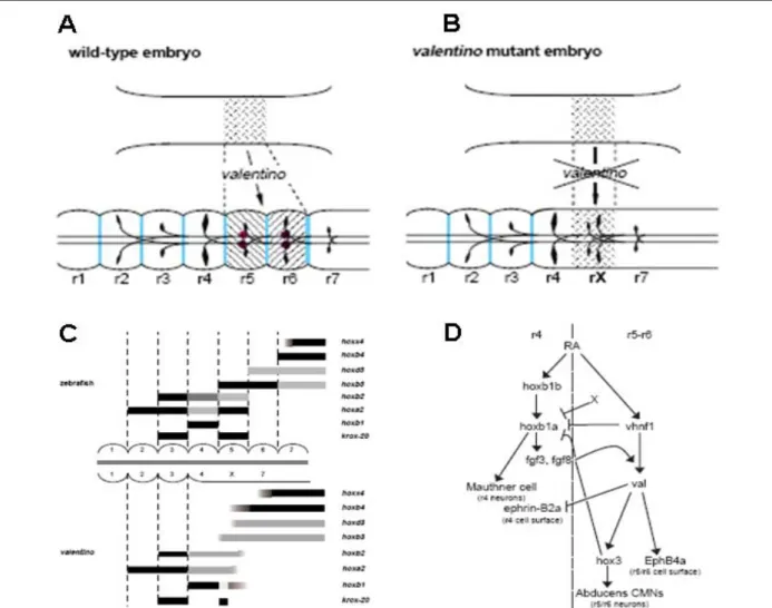 Fig. 3: (A-B) Modèle représentant la fonction de valentino dans la segmentation du rhombencéphale