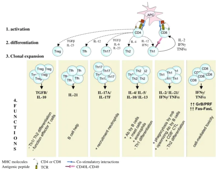 Figure  1:  Schematic  representation  of  T  cell  activation  and  differentiation  in  response  to 
