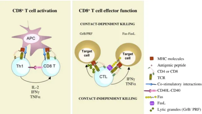 Figure  2:  Naïve  CD8 +   T  cells  recognize  peptides  presented  in  HLA  class  I  molecules  with  their specific TCR