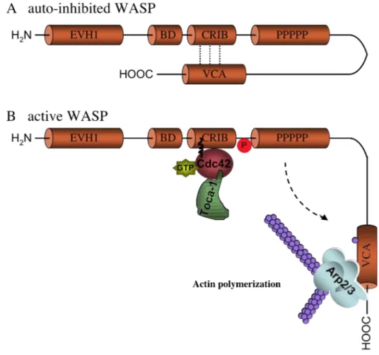 Figure  4:  Schematic  representation  of  the  regulation  of  WASP  activity.  Cytosolic  WASP  exists  in  an  auto-inhibited  conformation  in  which  the  VCA  domain  is  bound  to  the  CRIB  domain  (A)