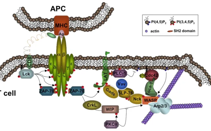 Figure  5:  TCR-mediated  WASP  activation  and  consequent  Arp2/3-mediated  actin 