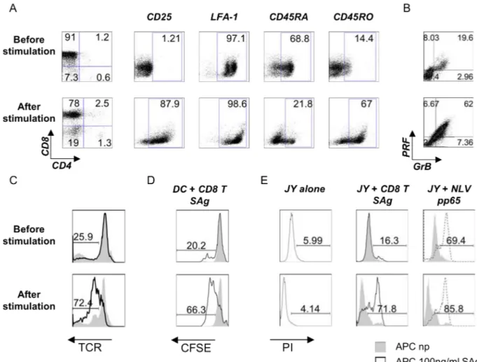 Figure  8:  Flow  cytometric  analysis  of  T  cell  phenotype  (A)  and  expression  levels  of  lytic  molecules (B) before and after stimulation of CD8 +  T lymphocytes by mature SAg-loaded DC