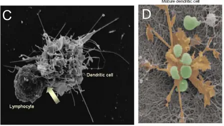 Figure 5 : Les cellules dendritiques