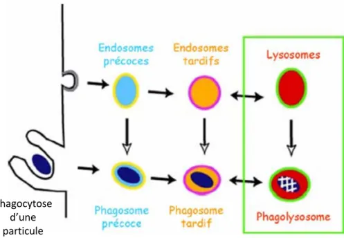 Figure 9 : Maturation du phagosome dans les macrophages par une séquence d’interactions avec les différents compartiments de la voie d’endocytose