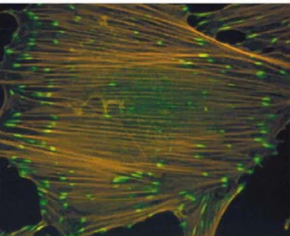 Figure 18 : Adhérences focales et fibres de stress dans un fibroblaste de rat.