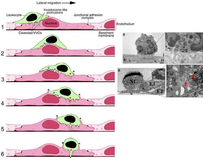 Figure 19 : Structures cellulaires mises en place au cours du crawling des leucocytes Chaque étape est séparée d’un intervalle de 30-60sec.