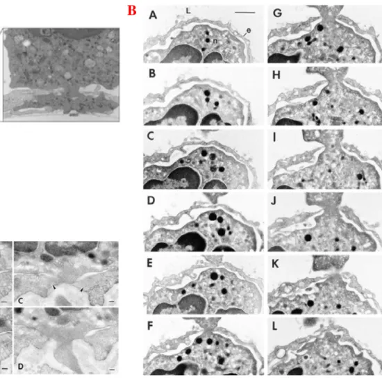 Figure 20 : Migration selon le mode para- ou trans-cellulaire Images de microscopie électronique à transmission