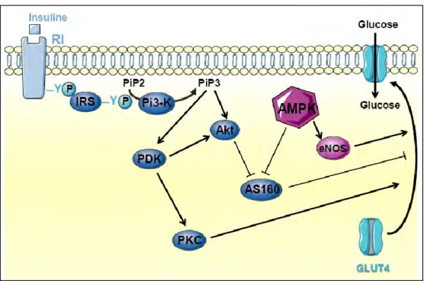 Figure 1 : régulation du transport de glucose par l’insuline et l’AMPK  