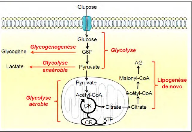 Figure 2 : devenir du glucose dans la cellule 