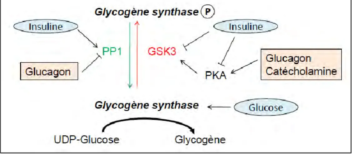 Figure 3 : régulation de la synthèse de glycogène 