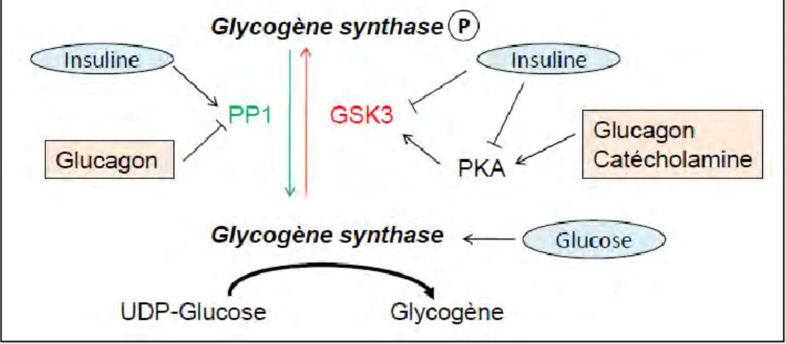 Figure 3 : régulation de la synthèse de glycogène 