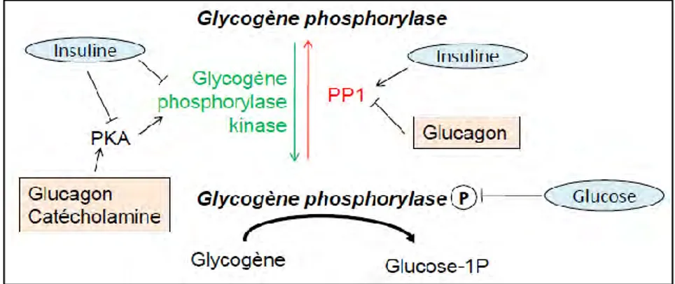 Figure 4 : régulation de la dégradation du glycogène. 