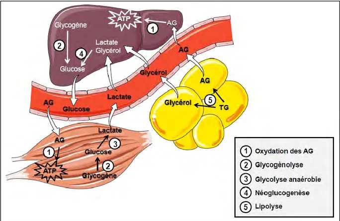 Figure 11 : flux métaboliques du glucose et des AG en situation de jeûne 