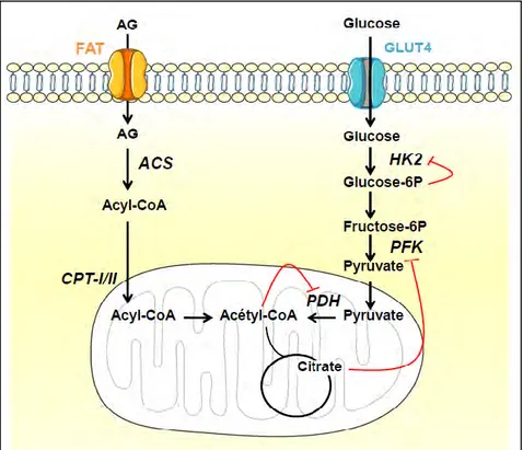 Figure 12 : le cycle de Randle.  ( Adapté de (Hue and Taegtmeyer 2009)). 