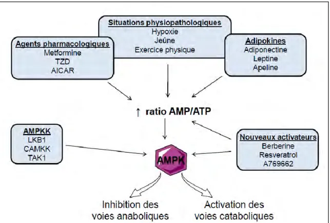 Figure 14 : Activation de l’AMPK. (Adapté de (Hawley, Ross et al.)). 