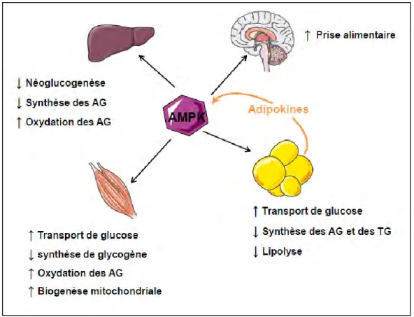 Figure 15:  régulation  des  métabolismes  lipidique  et  glucidique  par  l’AMPK.  D’après  (Kahn, Alquier et al