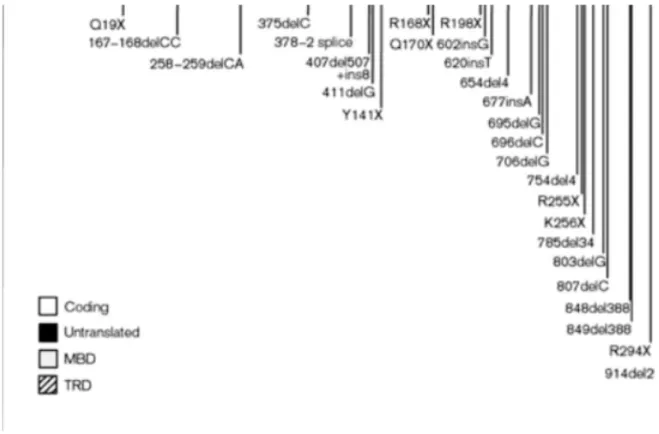 Figure 1.2 — Summary of mutations found in coding region from exon 2 to exon 4