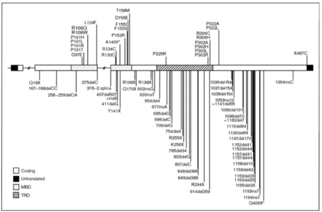 Figure 1.2 — Summary of mutations found in coding region from exon 2 to exon 4