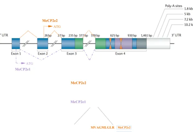 Figure 2.1 — The MeCP2 gene and its splicing isoforms: Structure of the MeCP2 gene