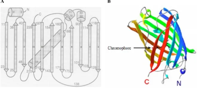 Figure 3.1 — Two representations of the Green Fluorescent Protein: A) Schematic repre-