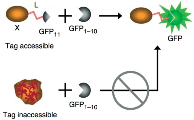 Figure 3.3 — Principle of the split GFP complementation system: the protein of interest (X)