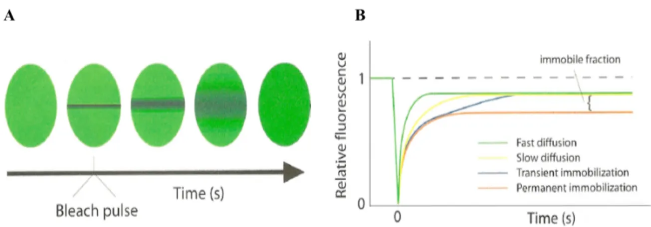 Figure 3.4 — Schematic representation of strip-FRAP experiments: A) The green ellipsoids