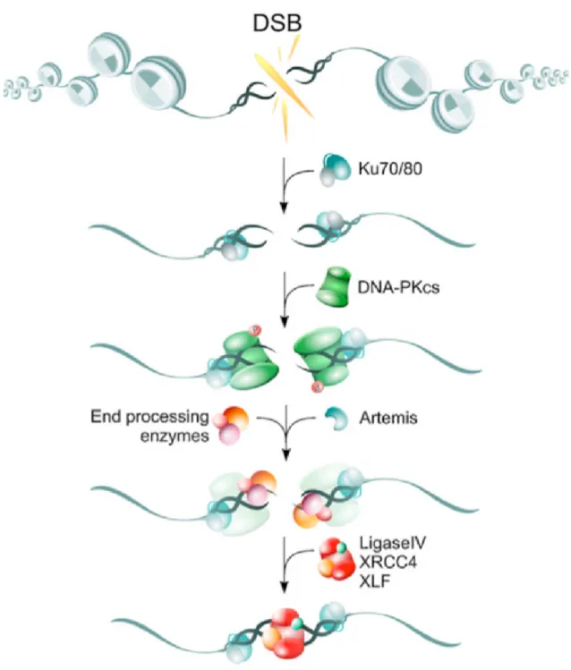 Figure 4.2 — Schematic representation of the Non Homologous End Joining pathway.
