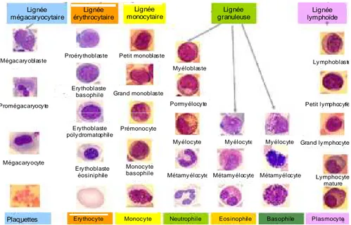 Figure 1 : Schéma pyramidal de l’hématopoïèse montrant la morphologie des cellules de  chaque lignée aux différents stades de différenciation