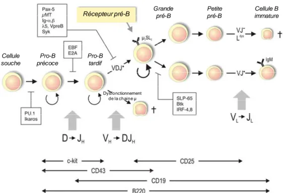 Figure  4 :  Différenciation  des  cellules  de  la  lignée  lymphocytaire  B  (groupe  de  Thomas  Winkler)