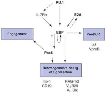 Figure  5 :  Interaction  existant  entre  les  principaux  facteurs  de  transcription  de  la  lignée  B  (Hagman and Lukin, 2006)