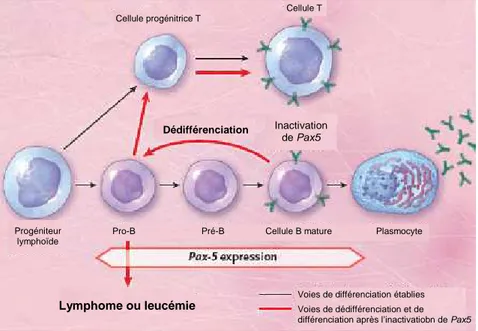 Figure 6 : Conversion des cellules B en cellules T. Schéma résumant les travaux de l’équipe  de  Busslinger  sur  la  dédifférenciation  des  cellules  B  matures  en  progéniteurs  et  en  lymphocytes  T  dans  des  souris  transgéniques  permettant  la  