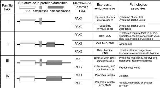 Figure  8 :  Protéines  de  la  famille  PAX.  Les  protéines  PAX  varient  de  par  la  présence  ou  l’absence  de  l’octapeptide  (cylindre  gris)  et/ou  de  l’homéodomaine  (pavé  gris)