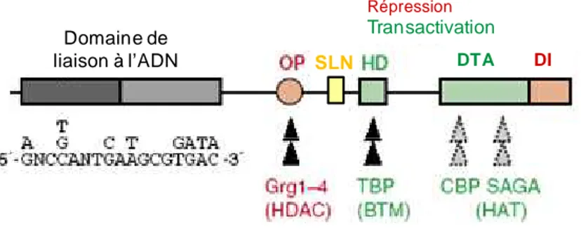 Figure  10 :  Domaines  fonctionnels  et  protéines  interagissant  avec  PAX5.  La  séquence  consensus du domaine de liaison à l’ADN et les différentes molécules interagissant avec les  différents  sites  sont  représentés